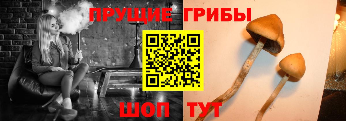 Псилоцибиновые грибы Cubensis Шебекино